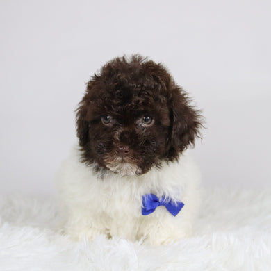 Windy - Available 11/26