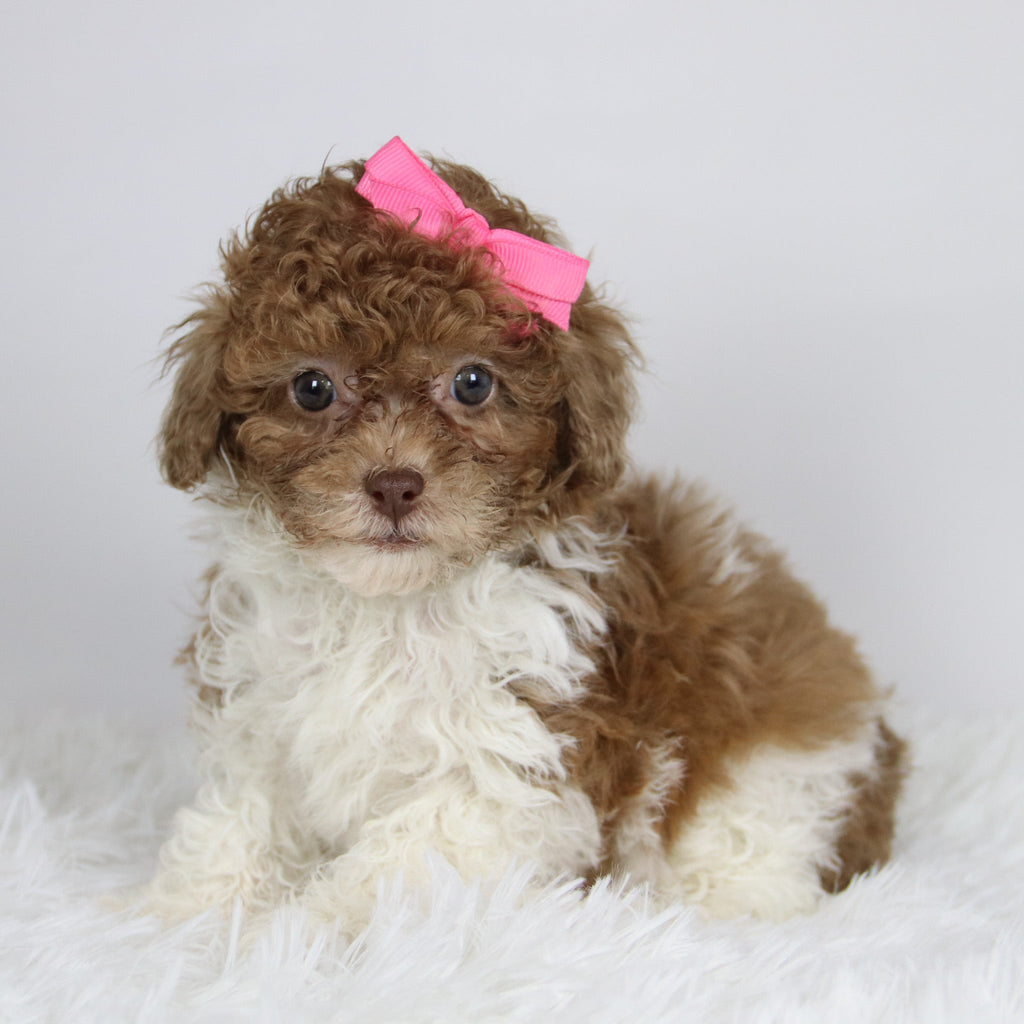 Missy - Available 11/26