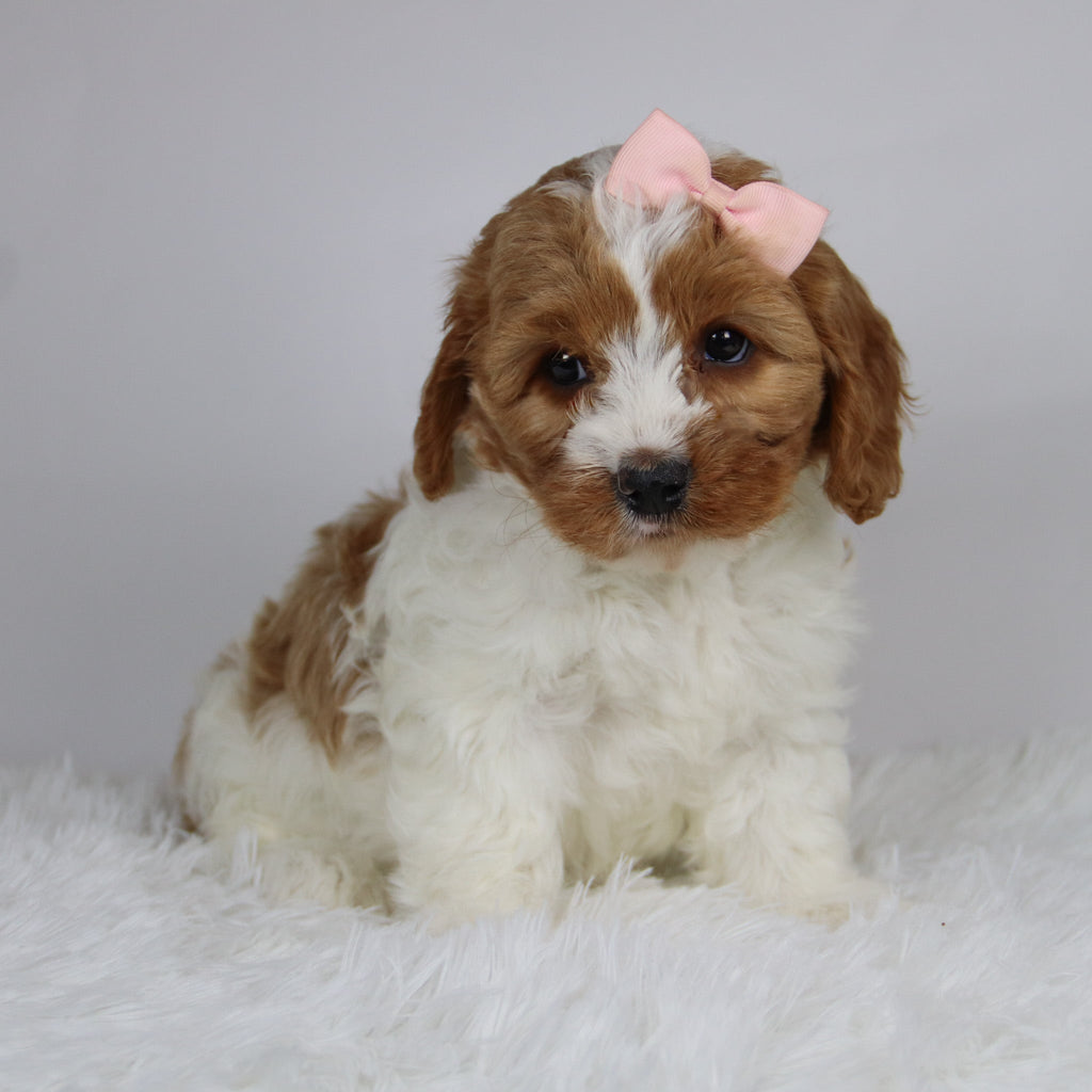 Bella - available 12/3