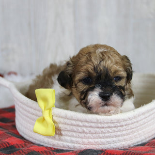 Caden - Available 1/28