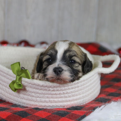 Tristen - Available 1/28