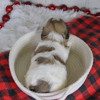 Tristen - Available 1/28