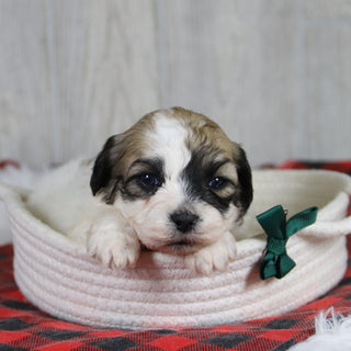 Carl - Available 1/28