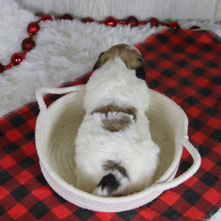 Carl - Available 1/28