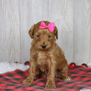 Cara - Available 1/21