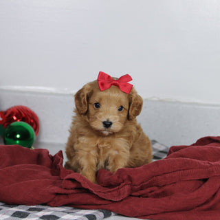 Genesis - Available 1/14