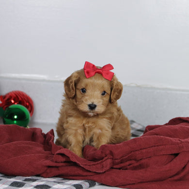 Genesis - Available 1/14