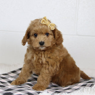 Genesis - Available 1/14