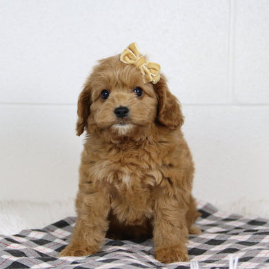 Genesis - Available 1/14