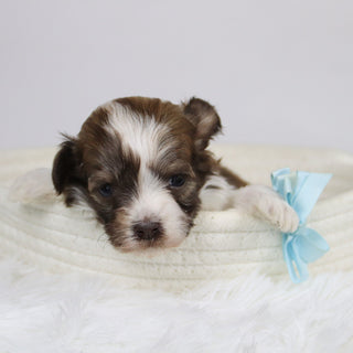 Boone - Available 12/24