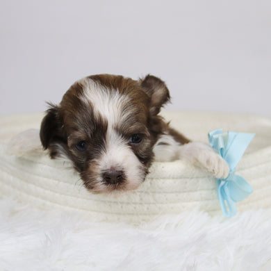 Boone - Available 12/24