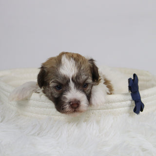 Benson - Available 12/24