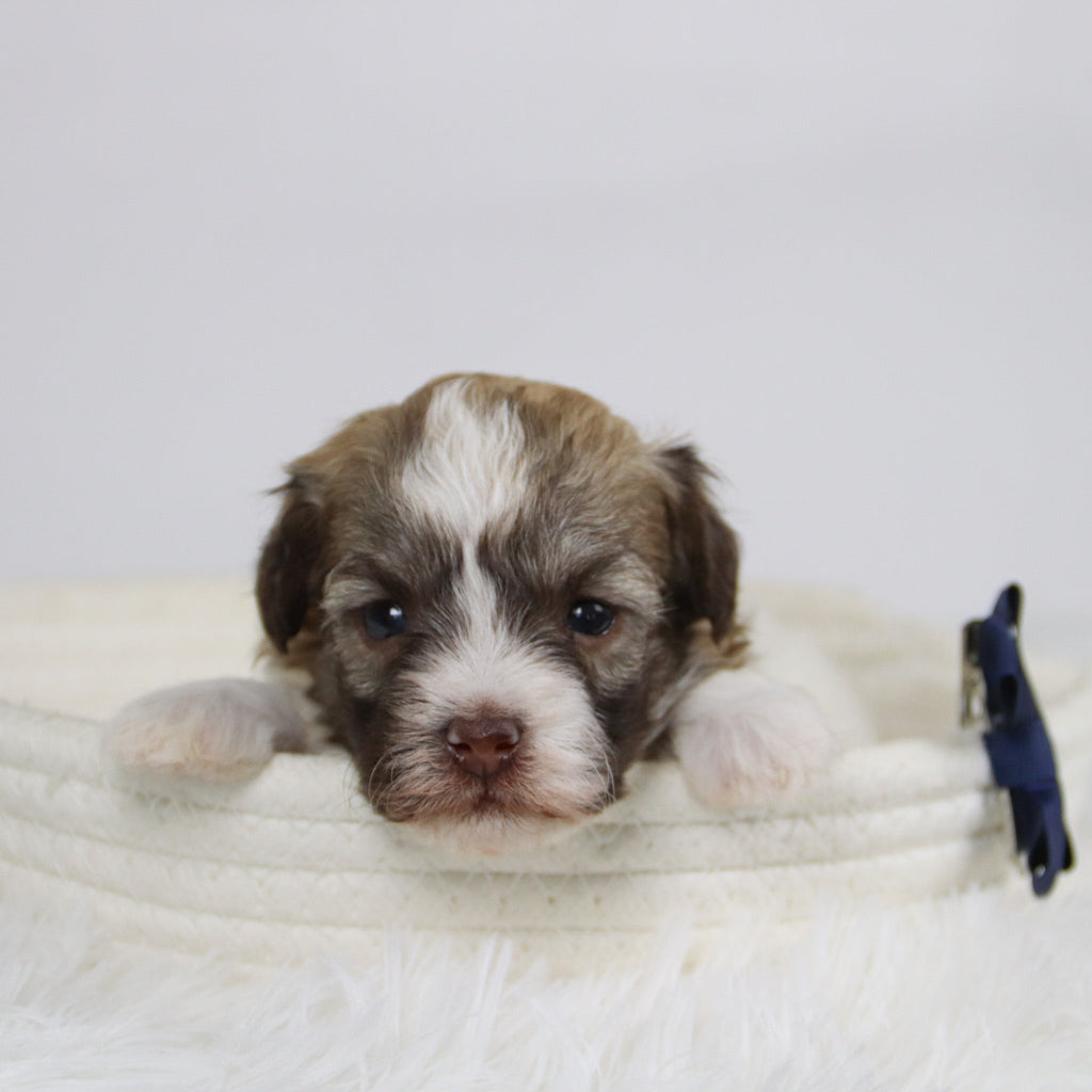 Benson - Available 12/24