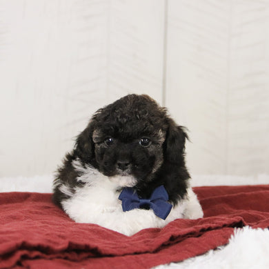 Donald - Available 1/21