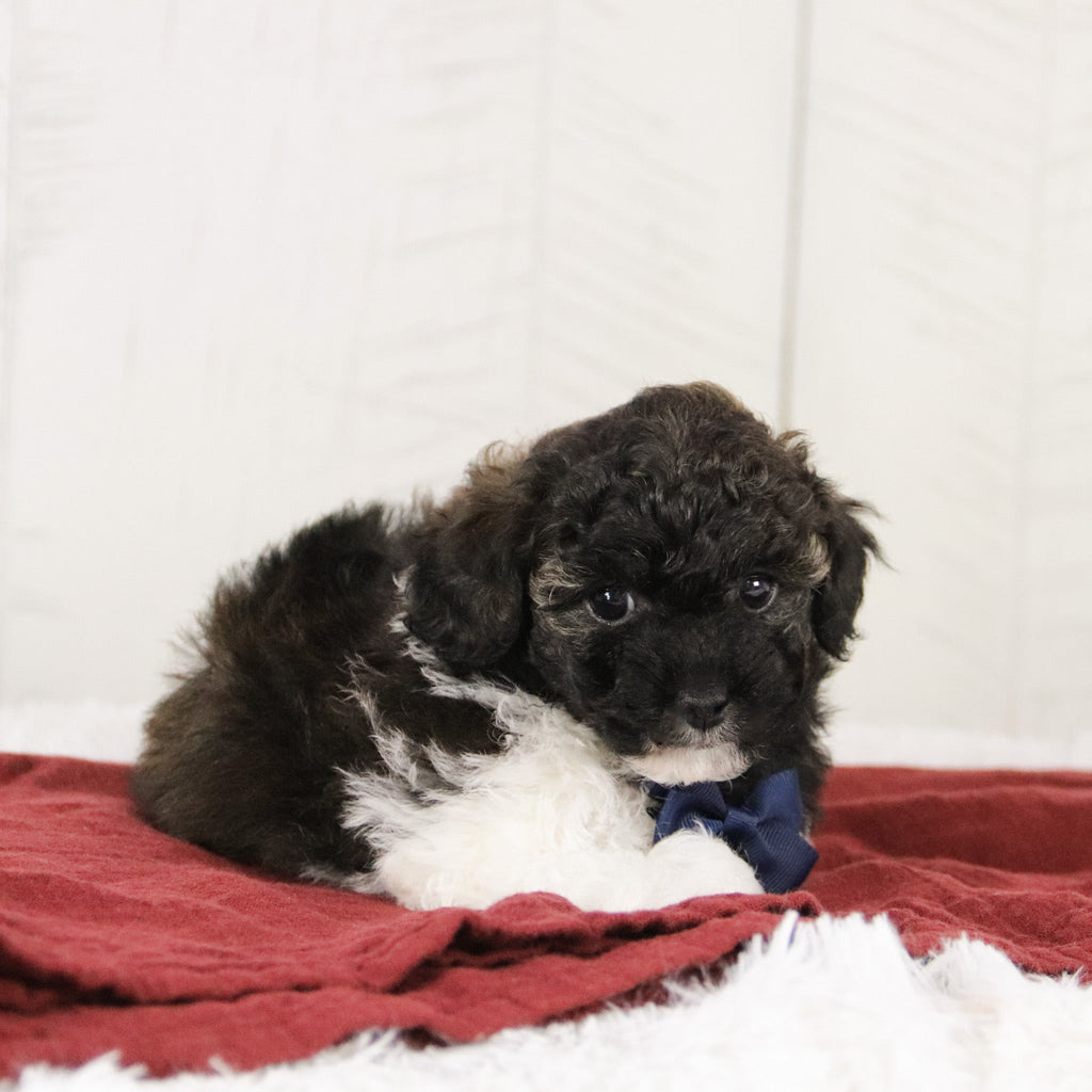 Donald - Available 1/21