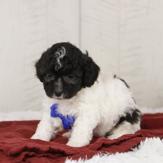 Teddy - Available 1/21