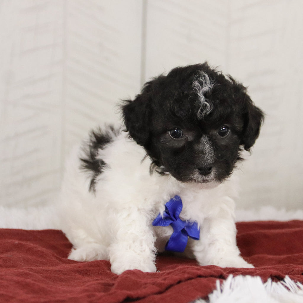 Teddy - Available 1/21