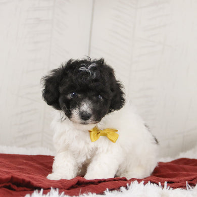 Robin - Available 1/21