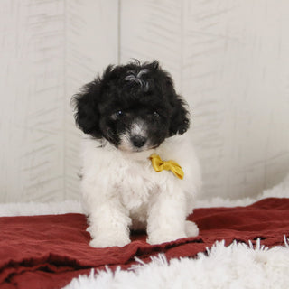 Robin - Available 1/21