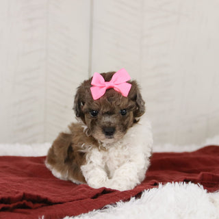 Maureen - Available 1/21