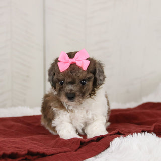 Maureen - Available 1/21