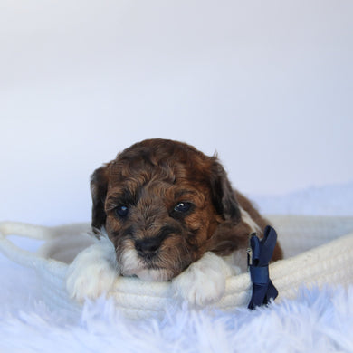 Buckeye - Available 11/5