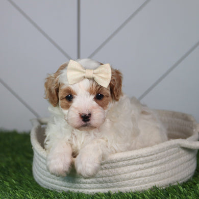 Lillian - Available Now