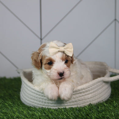 Lillian - Available Now