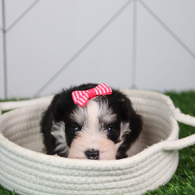 Gemma - Available 6/11