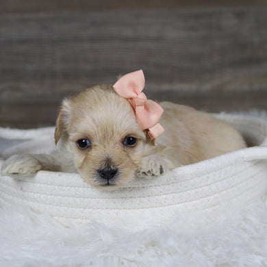 June - Available 2/4