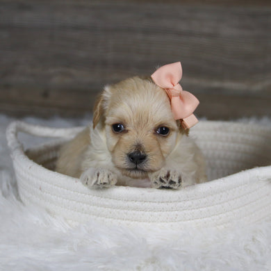 June - Available 2/4