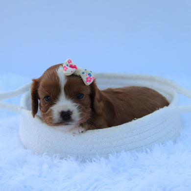 Jetta - Available 7/30