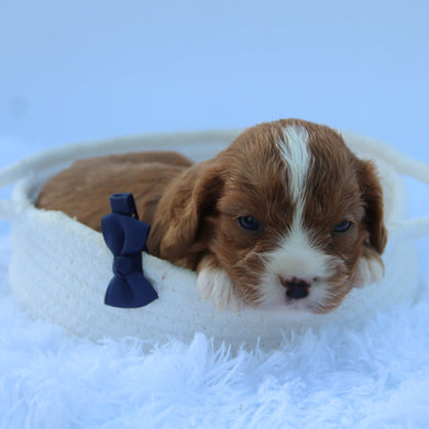 Winnie - Available 7/30