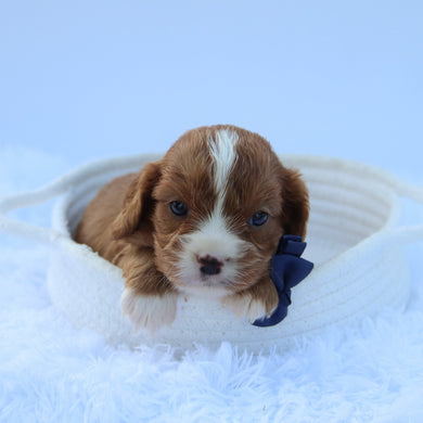 Winnie - Available 7/30