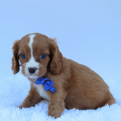 Winnie - Available 7/30