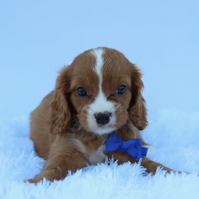 Winnie - Available 7/30