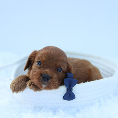 Brady - Available 7/30