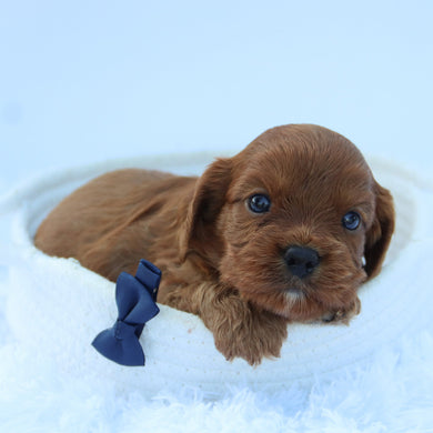 Brady - Available 7/30