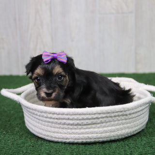Sharla - Available 5/14