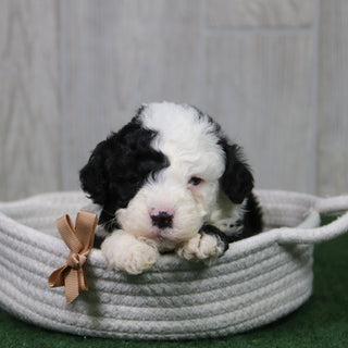 Galen - Available 5/14