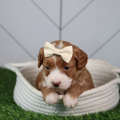 Kiba - Available 6/4