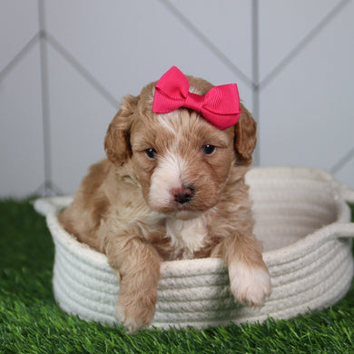 Lala - Available 6/4