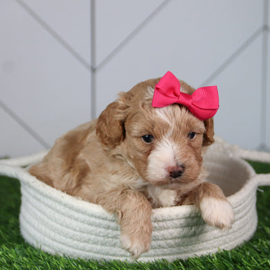 Lala - Available 6/4