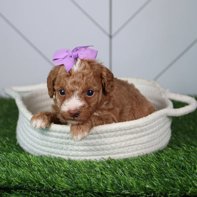 Laina - Available 6/4