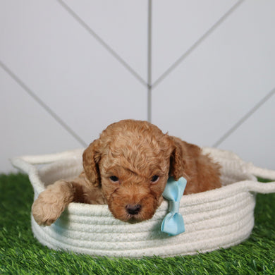 puppies for sale in youngsville