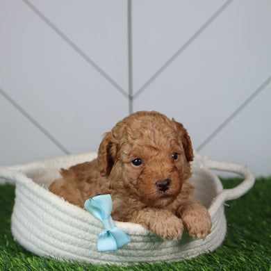 Fletcher - Available 6/4