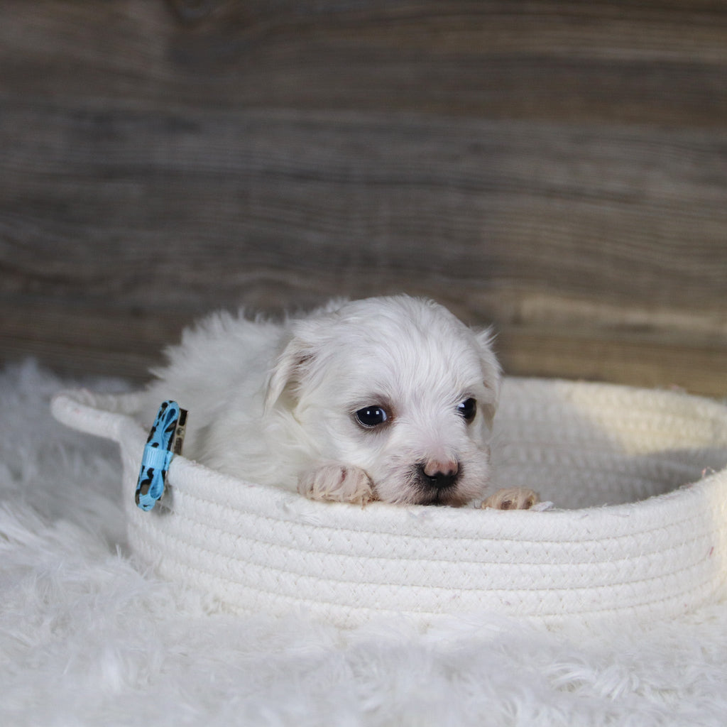 Vader - Available 2/4