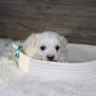 Vader - Available 2/4