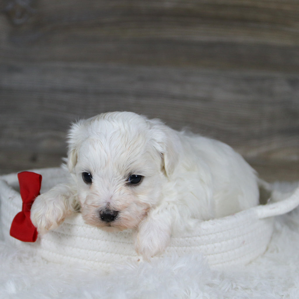 Jager - Available 2/4