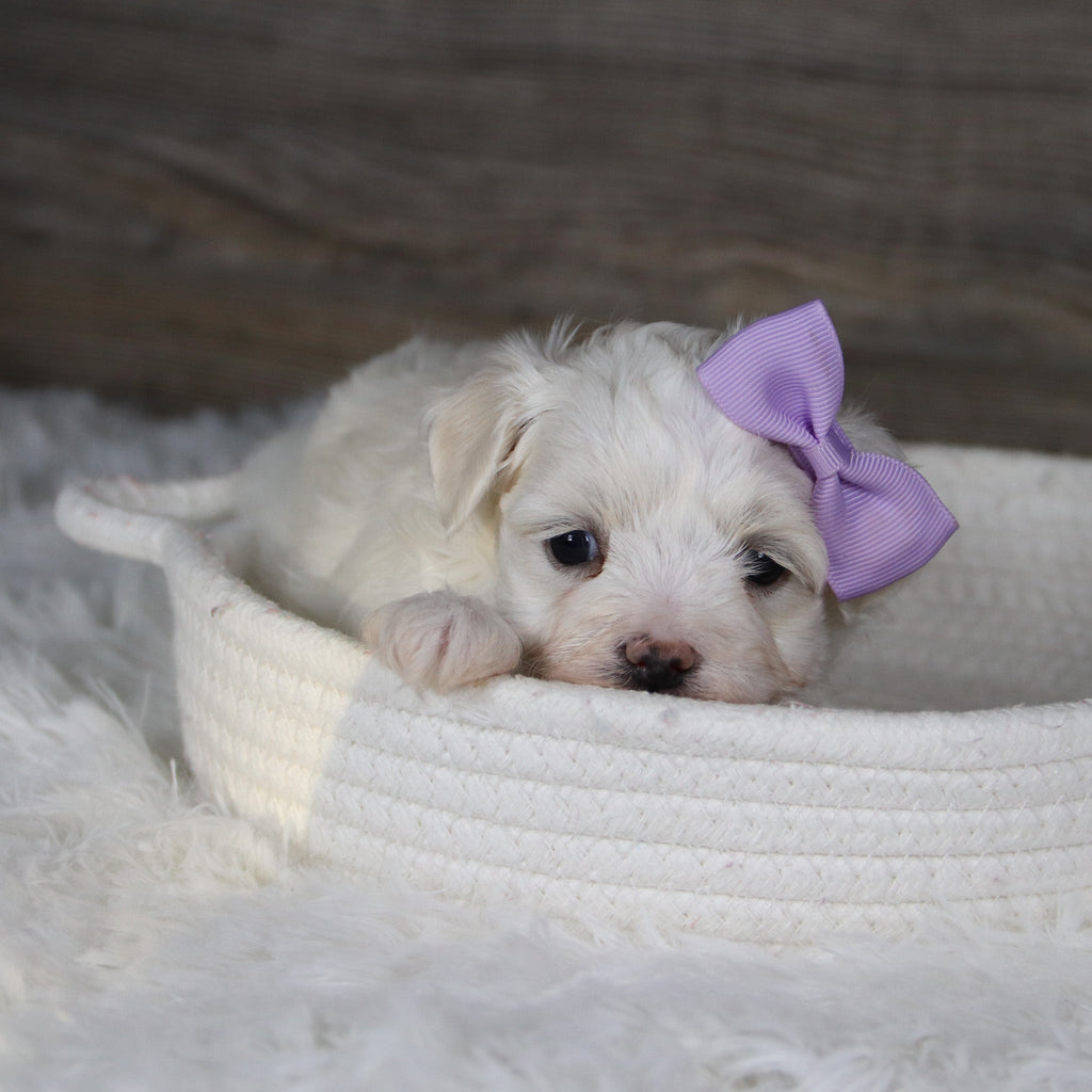 Missy - Available 2/4